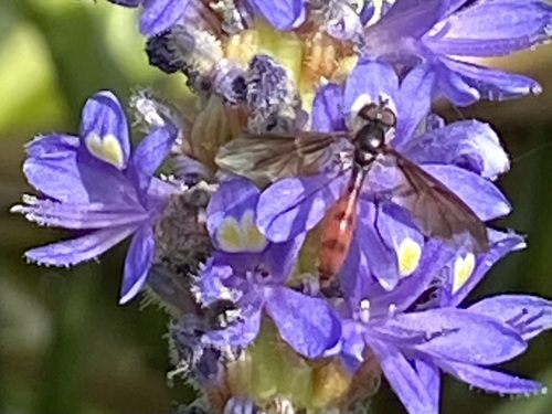 Unknown species found near Marion County, FL, USA