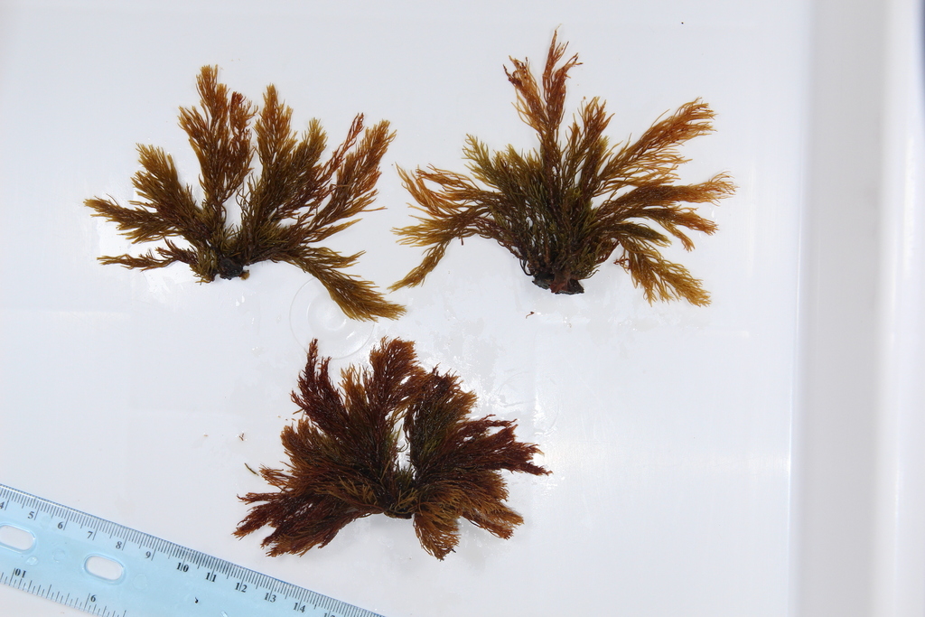 Photo of Short-fruited Cystoseira (Cystoseira brachycarpa)