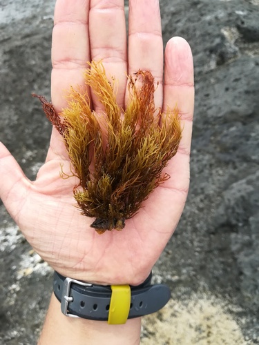 Photo of Short-fruited Cystoseira (Cystoseira brachycarpa)