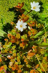 Epilobium macropus