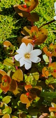 Epilobium macropus