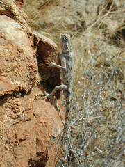 Agama anchietae