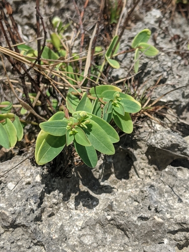 Euphorbia chamissonis observed 2020-01-18