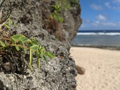 Euphorbia chamissonis