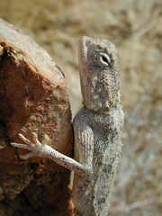 Agama anchietae