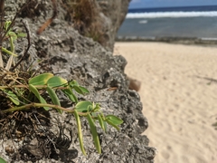Euphorbia chamissonis