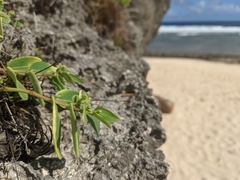 Euphorbia chamissonis