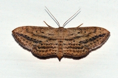 Scopula deserta