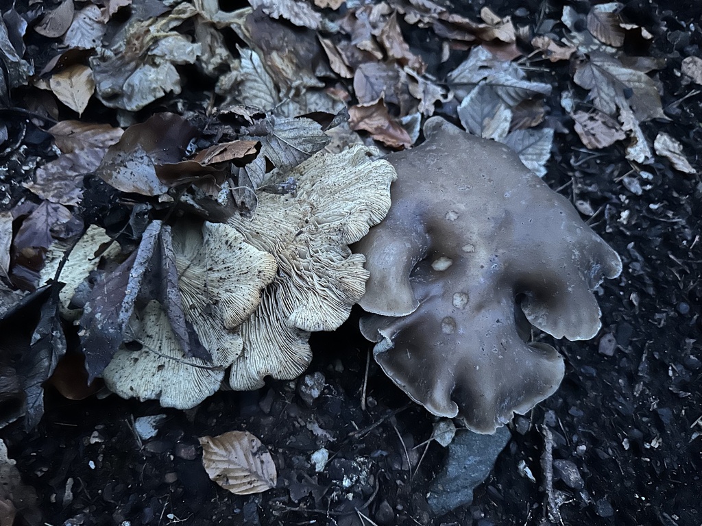 Clitocybe nebularis · November 2025 · photo: © jasonrgrant (iNaturalist, cc-by)