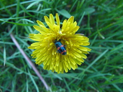 Trichodes ircutensis