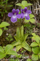 Pinguicula