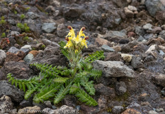 Pedicularis oederi