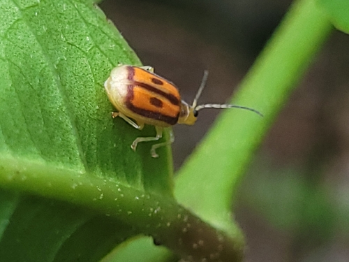 Yingaresca amazonica