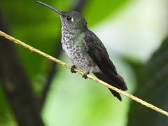 Taphrospilus hypostictus