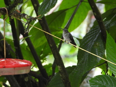 Taphrospilus hypostictus