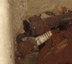 Boaedon fuliginosus