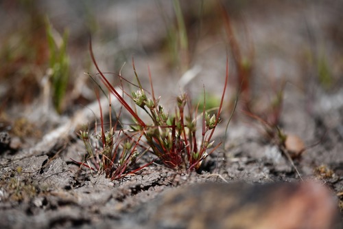 Pigmy rush (Juncus pygmaeus)
