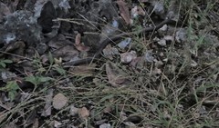 Boaedon fuliginosus