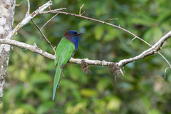 Purple-Bearded Bee-Eater photo 1