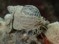 Tritia nitida