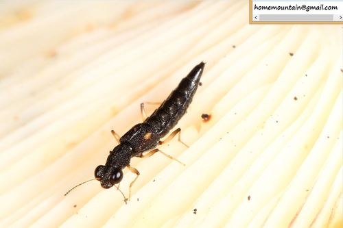 Stenus alienus observed 2019-08-22