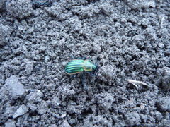 Carabus nitens