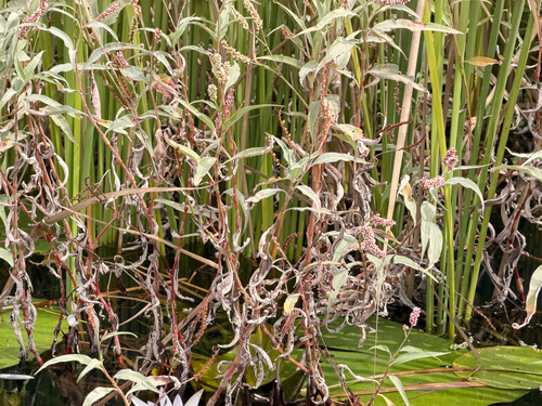 Senegalese Knotgrass