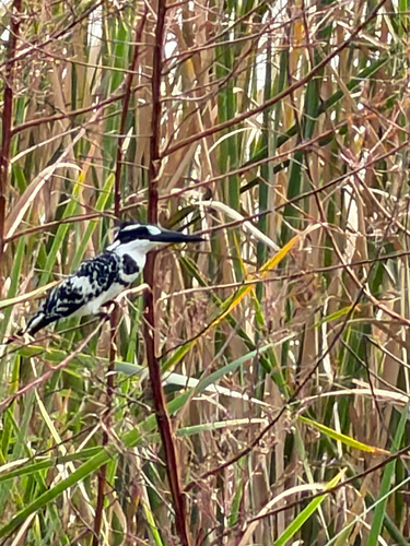 Pied Kingfisher