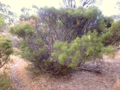 Hakea rugosa
