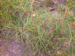 Hakea rugosa