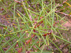 Hakea rugosa