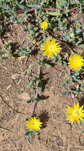Hymenocyclus herrei