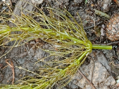 Ceratophyllum submersum, photograph 5
