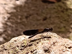 Aristocypha fenestrella