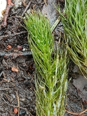 Ceratophyllum submersum, photograph (c) Maria, some rights reserved (CC BY)