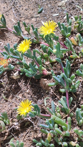 Hymenocyclus herrei 2