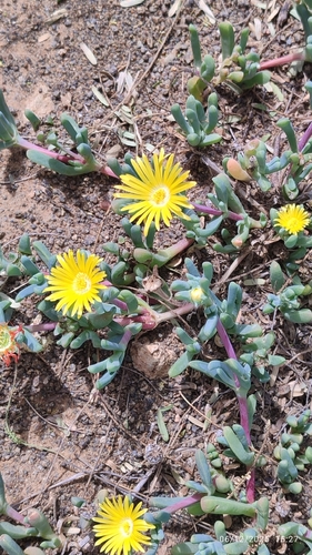 Hymenocyclus herrei 3