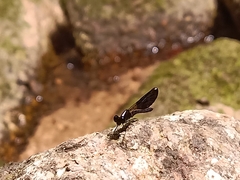 Aristocypha fenestrella