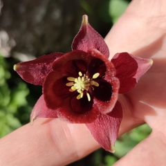 Dark Columbine (Aquilegia atrovinosa)