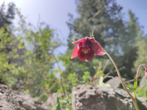 Aquilegia atrovinosa, photograph 3