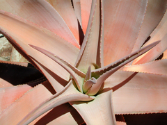 Aloe comosa