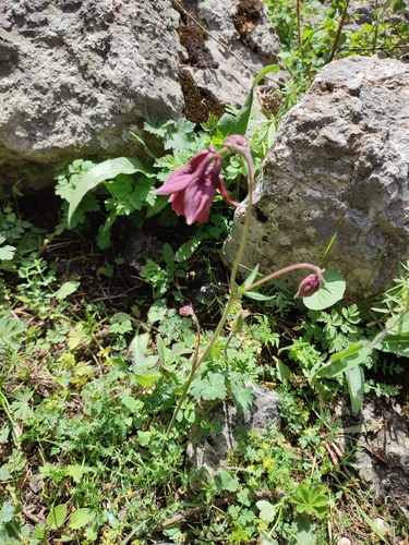 Aquilegia atrovinosa, photograph 4