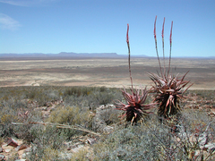Aloe comosa