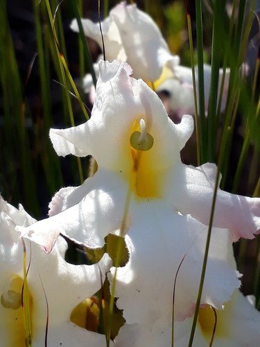 Cape Inkflower (Harveya capensis)
