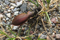 Carabus excellens