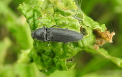 Melanotus brunnipes