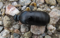 Meloe brevicollis