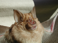 Rhinolophidae