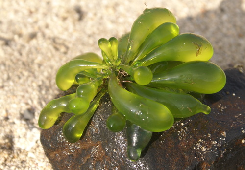 Boergesenia