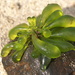 Boergesenia forbesii - Photo (c) B.navez,  זכויות יוצרים חלקיות (CC BY-SA)